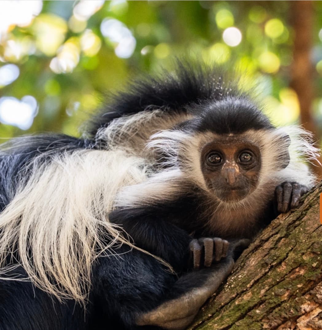 Colobus Conservation